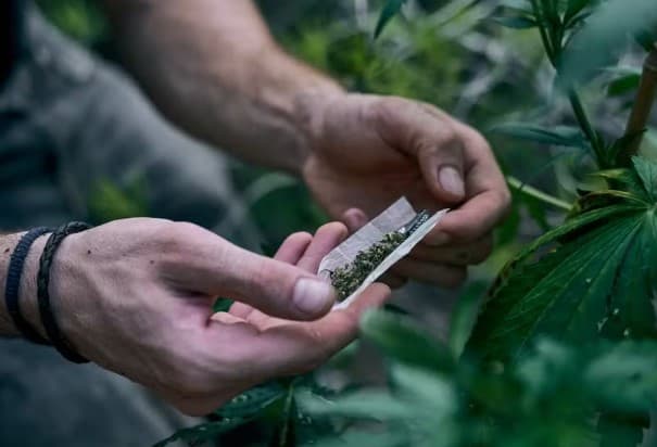 STF mantém descriminalização do porte de maconha para uso pessoal; quantia de 40 gramas diferencia usuários de traficantes da droga