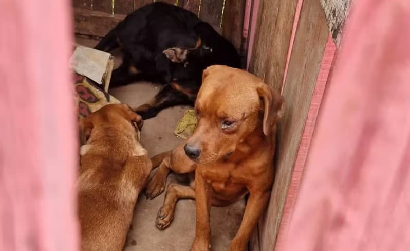 Casos de maus-tratos a animais aumentam 438% nos últimos cinco anos no RN