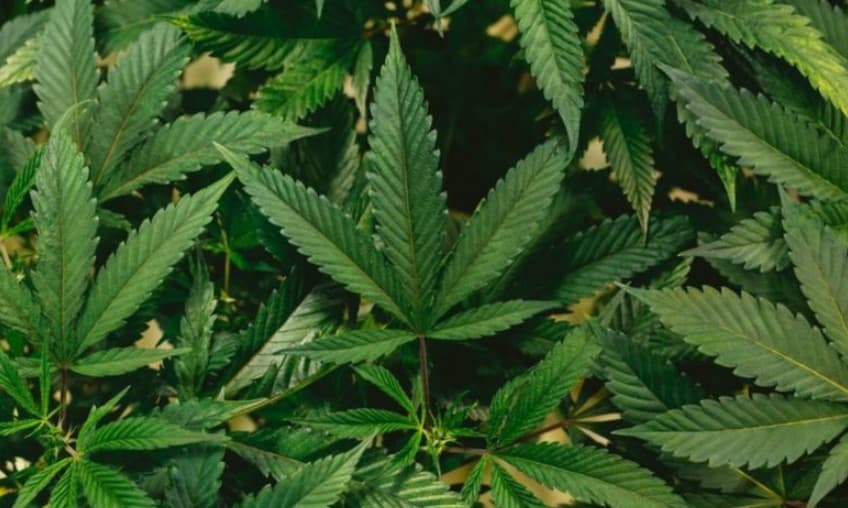 2,8 milhões de brasileiros fazem uso regular da maconha