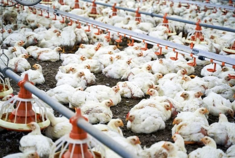 Ministério da Agricultura investiga novas suspeitas de gripe aviária