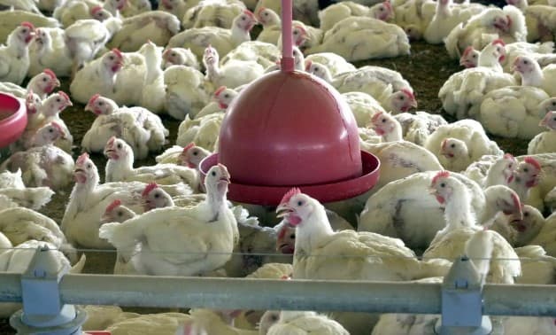 GRIPE AVIÁRIA: Chile e Uruguai se juntam a Argentina, China e União Europeia e também suspendem compra de frango do Brasil