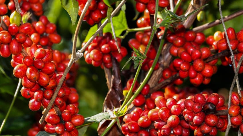Exportação de café do Brasil cai 27,7% em abril