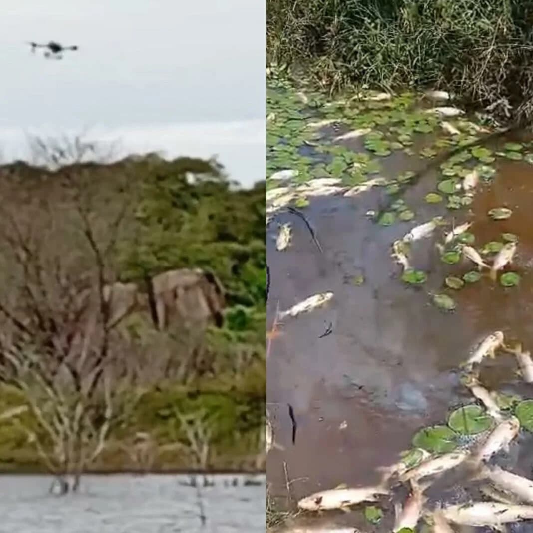 Pescadores denunciam mortandade de peixes em município do RN