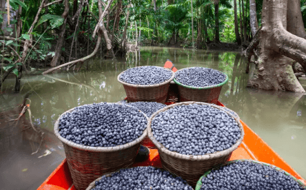 Entenda a proibição de diversos alimentos na COP30