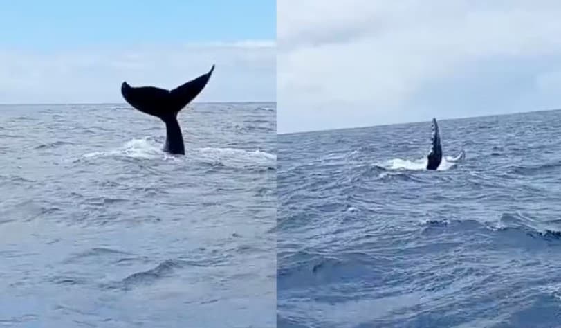 VÍDEO: Baleias jubarte são vistas na Praia de Malembá e na altura da Praia do Meio
