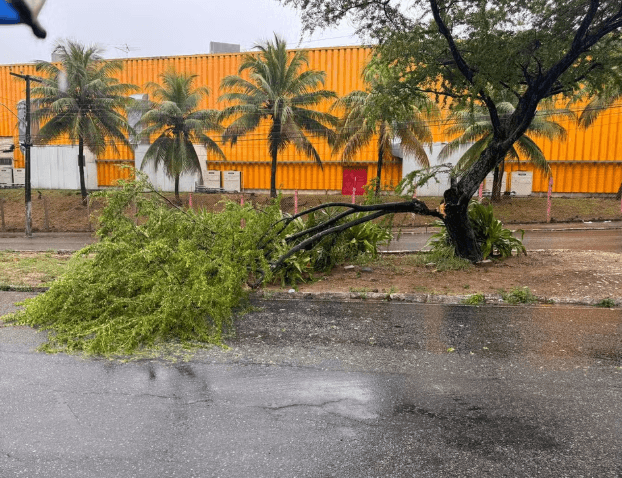 FOTOS: Chuvas causam queda de árvores, alagamentos e trânsito lento em Natal