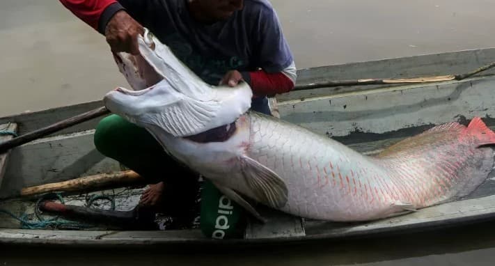 TCU aponta que 49 mil recebem seguro para pescador em cidades sem produção de peixe