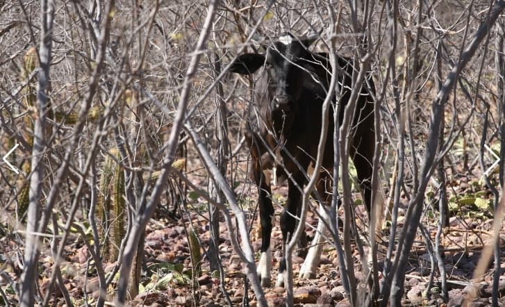 Seca castiga o RN: Governo Federal reconhece emergência em apenas 65 cidades potiguares
