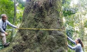 Jequitibá-rosa de 500 anos é descoberto no Rio e pode salvar a Mata Atlântica da extinção
