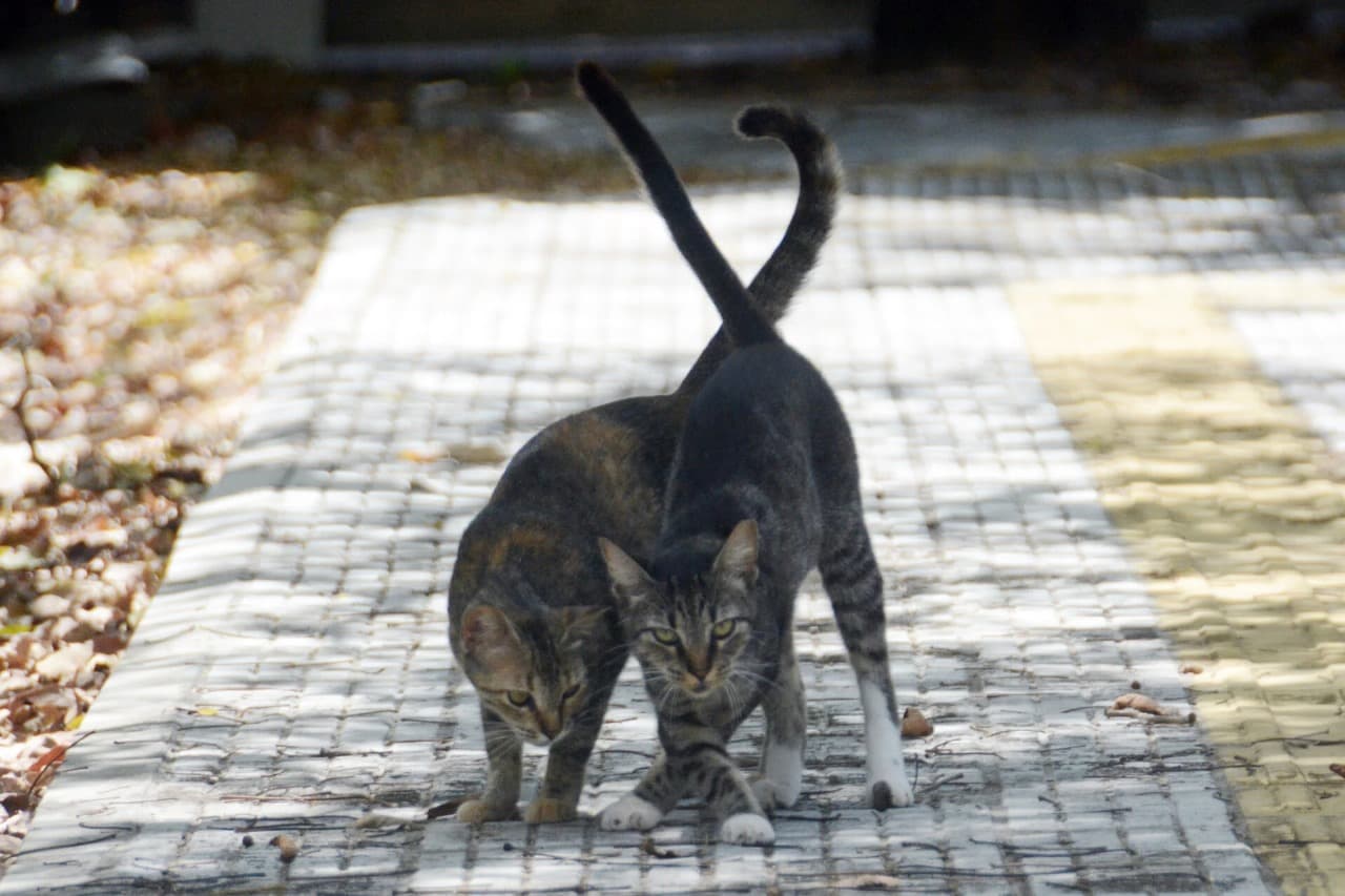 Doença transmitida por gatos cresce no Rio Grande do Norte