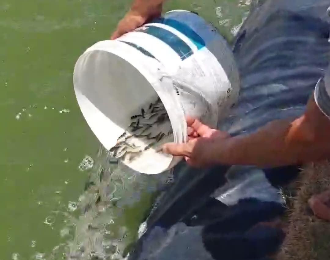 Projetos pilotos do Programa de Aquicultura Familiar avançam em São Gonçalo