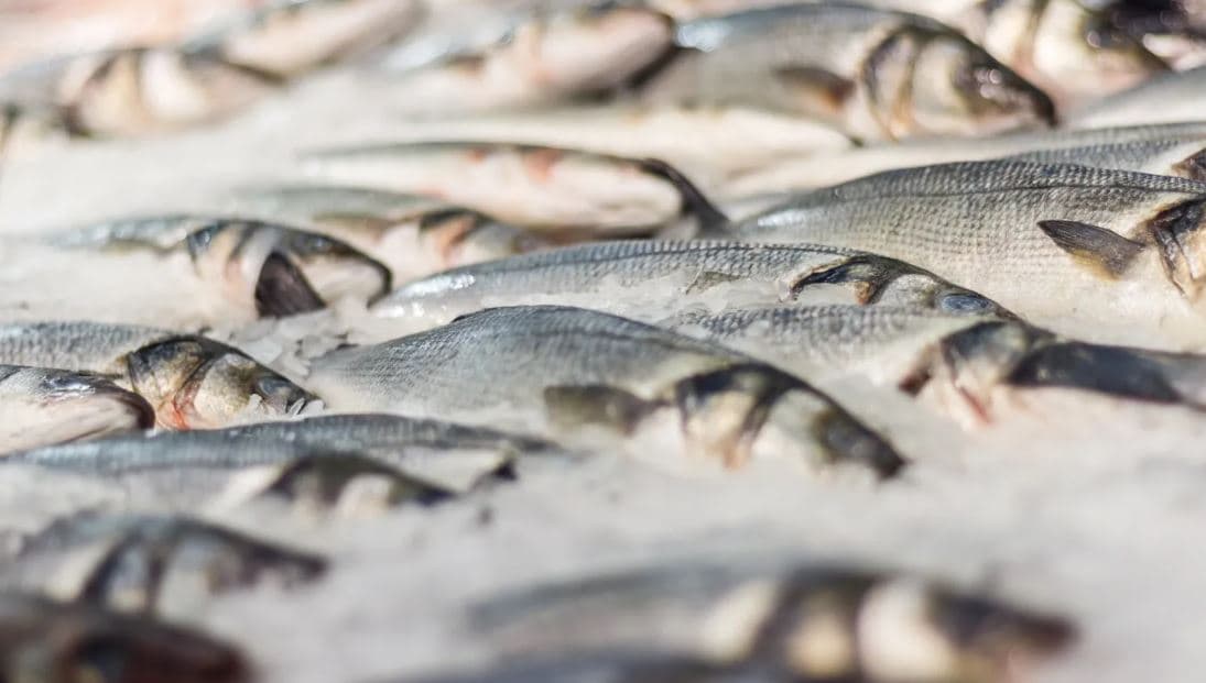 Permanência de tarifas dos EUA afeta pescados do Brasil: ‘Setor está em encolhimento'