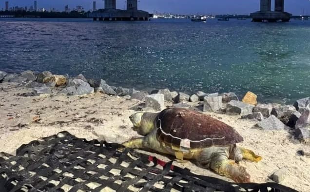 Tartaruga é encontrada morta em praia de Natal