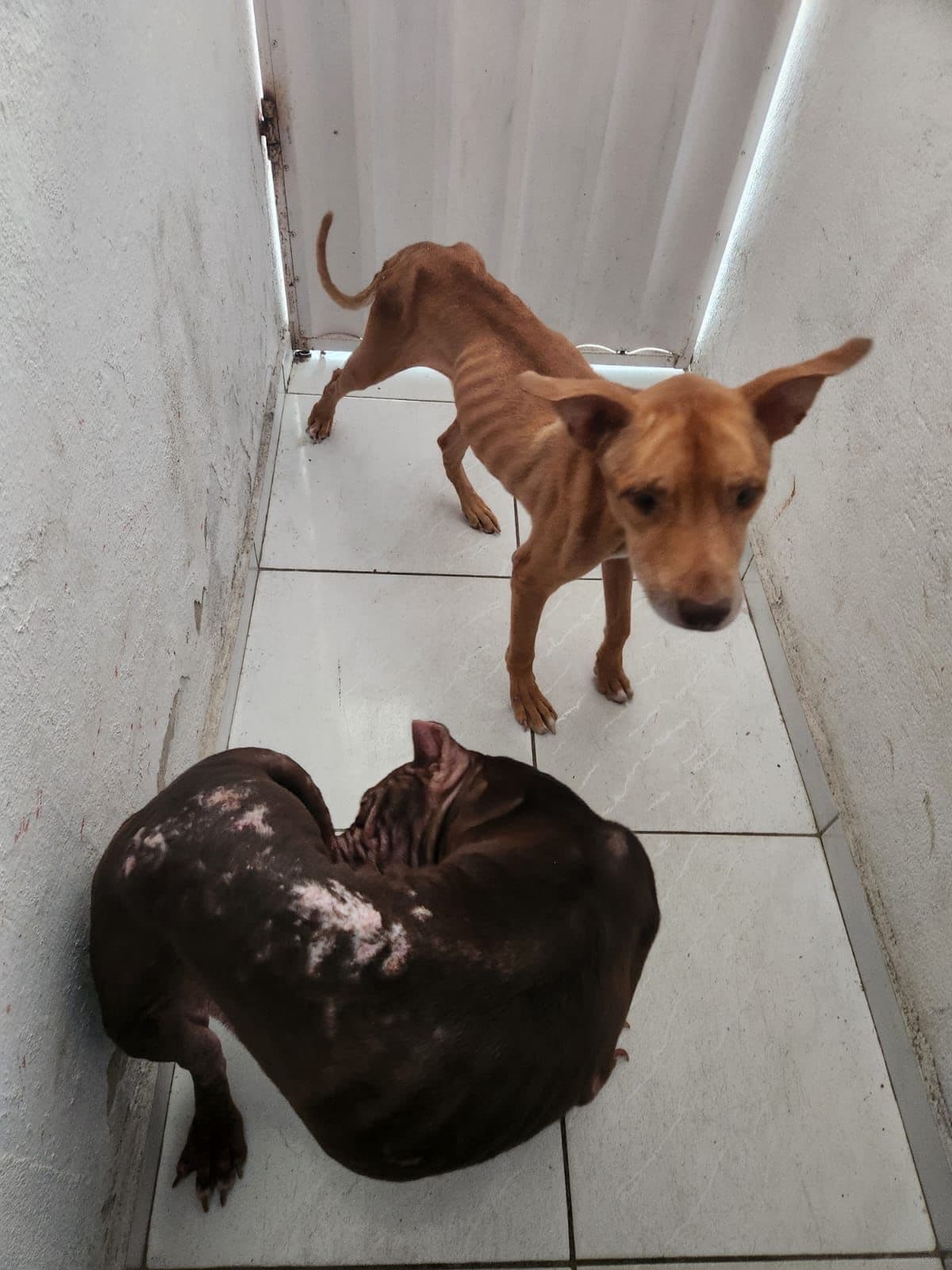 Cães em situação de maus-tratos são resgatados pela Polícia Civil em Natal