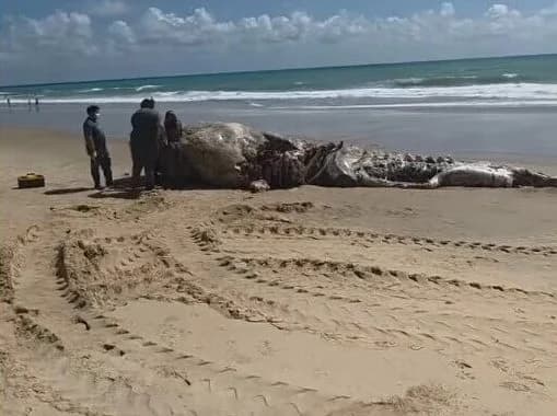 VÍDEO: Baleia cachalote é encontrada morta na areia da Via Costeira