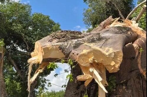 Baobá histórico de Macaíba, com aproximadamente 200 anos, desaba na Grande Natal