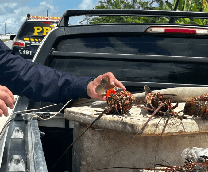 PRF flagra carga ilegal de quase 40kg de lagosta em período de defeso e prende motorista no RN