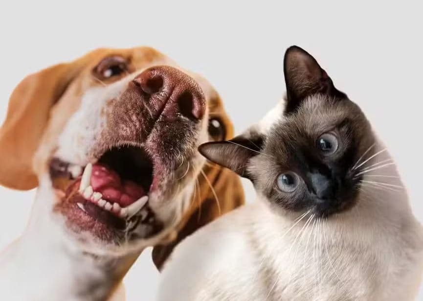 Senado aprova guarda compartilhada de pet após separação de casal; veja regras