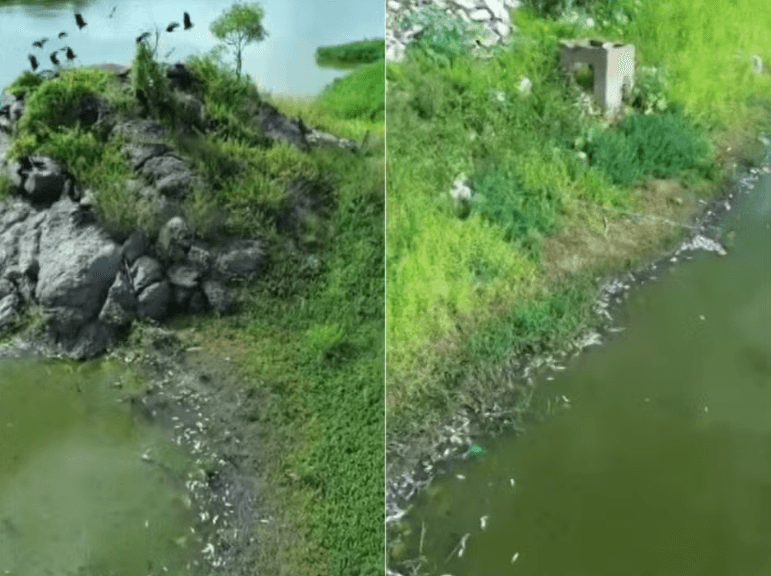 Peixes aparecem mortos no Açude do Governo em Currais Novos