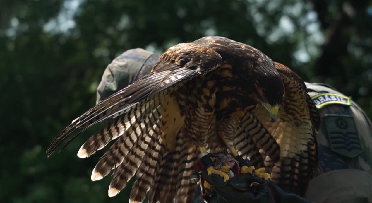 Projeto da FAB reduz colisões entre aves e aviões em Natal