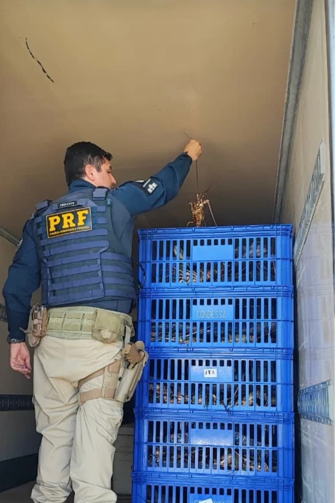 PRF apreende mais de 812 kg de lagosta transportada irregularmente em Mossoró