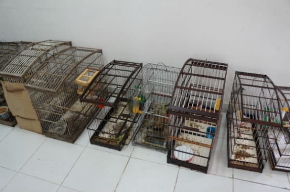 FOTO: Fiscais apreendem 40 aves silvestres em situação irregular em Natal