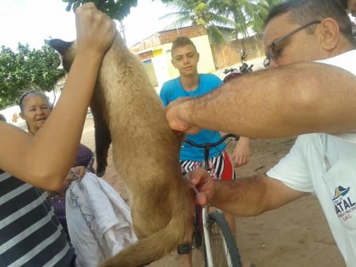 Campanha de Vacinação Antirrábica em Natal começa com postos itinerantes e agendamentos