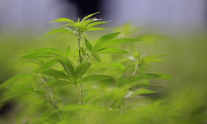 Microsoft investe no mercado de maconha nos Estados Unidos