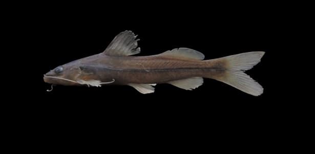 Bagre não é tubarão: acidentes são comuns, mas peixe não ataca banhistas; entenda
