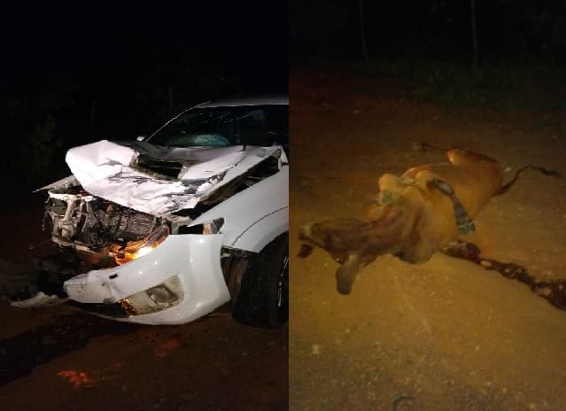 Polícia Civil no interior do RN procura proprietário de bovino que provocou acidente em rodovia