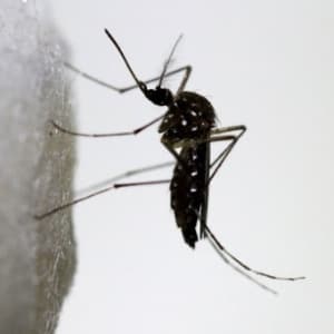 "POSSÍVEL EFEITO EM HUMANOS": Zika causa redução de testículos, espermatozoides e hormônios em ratos