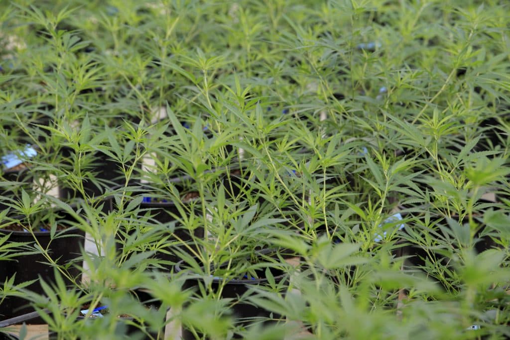 Casal no Rio de Janeiro consegue autorização da Justiça para plantar maconha em casa