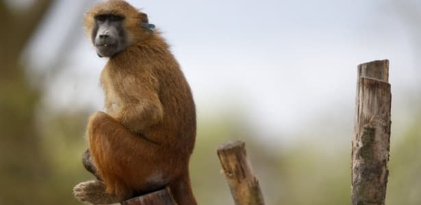 Macaco com coração de porco? Teste abre espaço para transplante com humanos