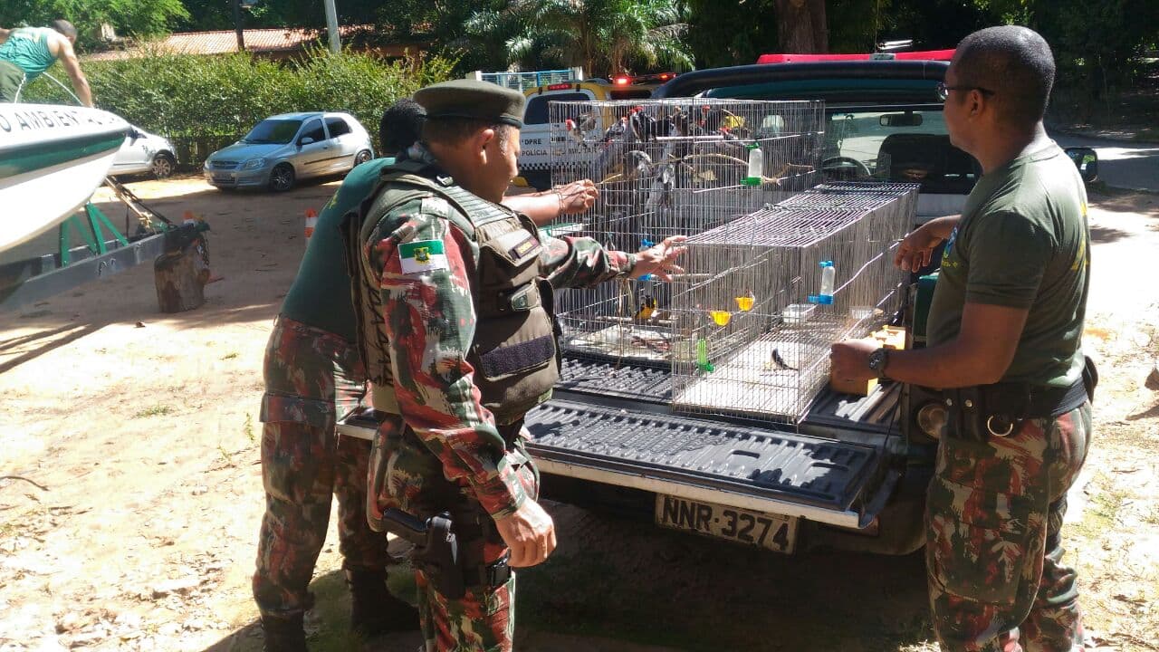 FOTO: CIPAM apreende 73 aves silvestres em Monte Alegre, Brejinho e Nova Cruz