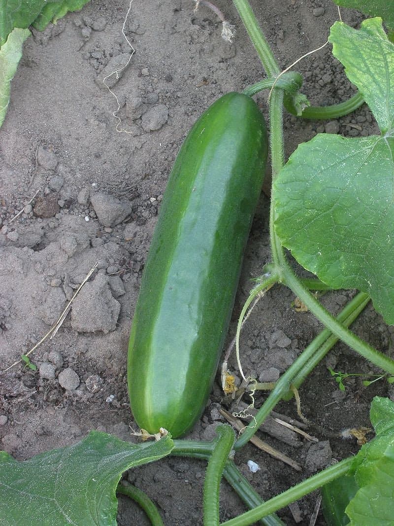 Mulher morre sufocada com pepino usado como brinquedo sexual