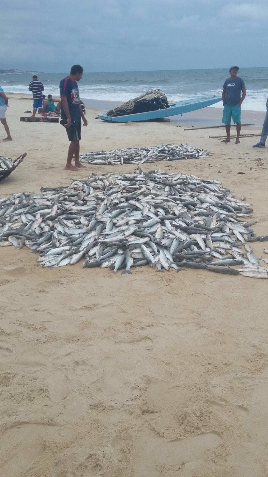 FOTOS: Cerca de 5 mil tainhas pescadas em Pirangi do Norte