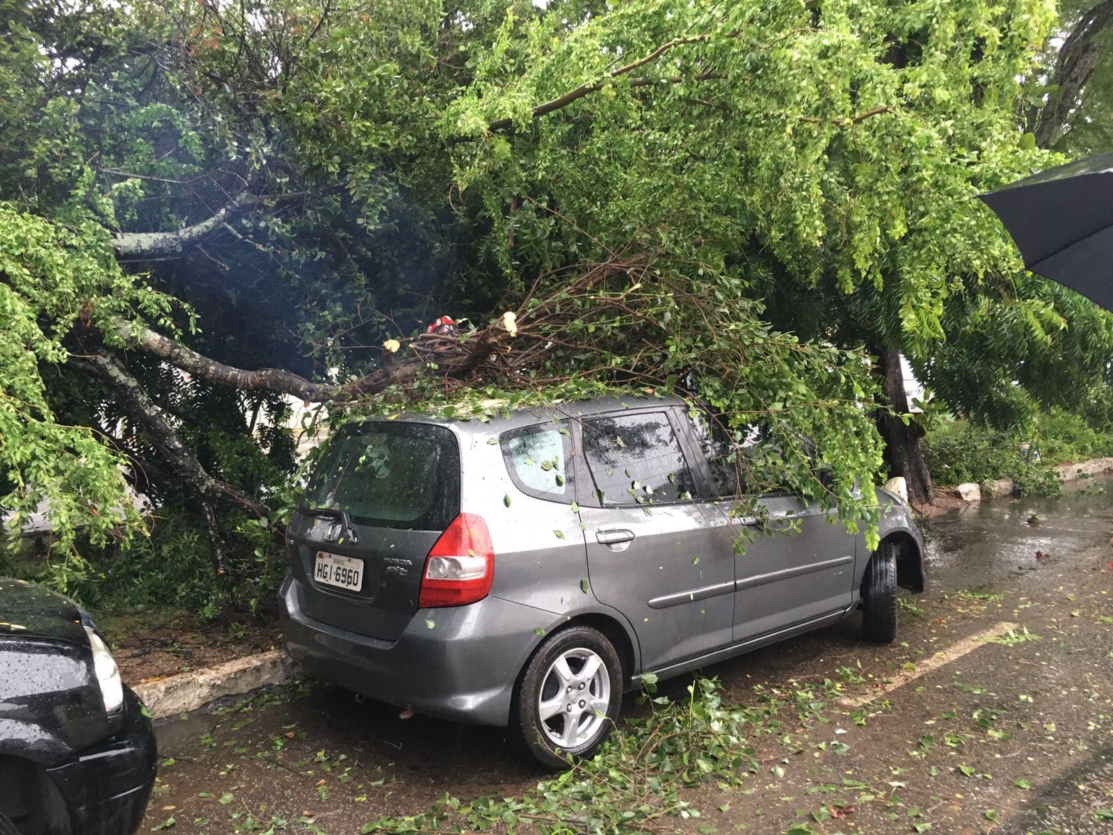 FOTOS: Árvore cai em cima de veículo na Av. Rodrigues Alves