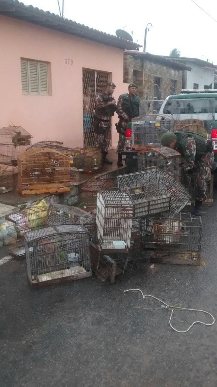 FOTOS: CIPAM resgata cerca de 90 pássaros silvestres na Grande Natal