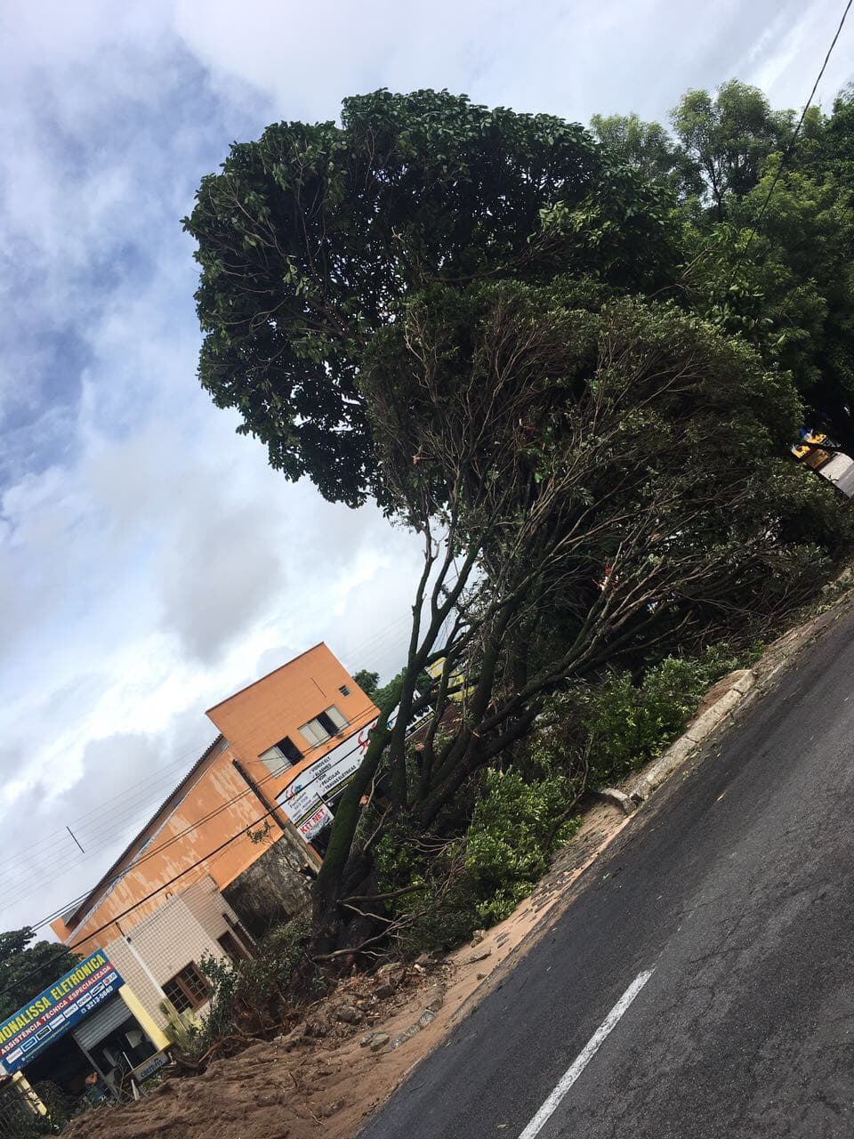 FOTO: Árvore é derrubada pela chuva em Natal