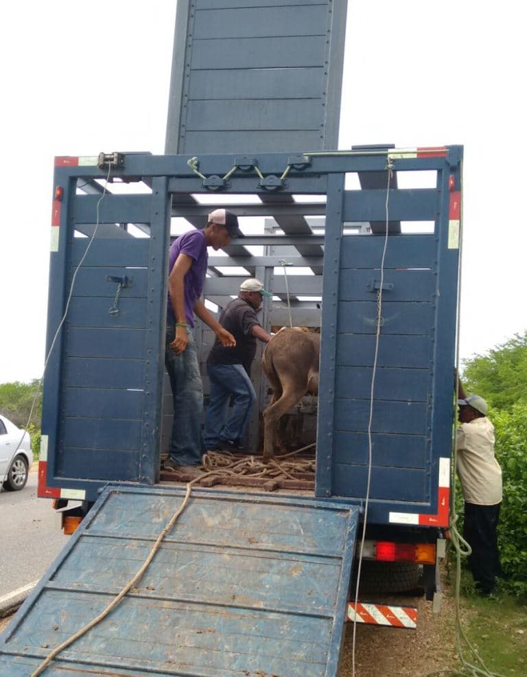 CPRE e PRF realizam “Operação Boiadeiro” e removem 74 animais das rodovias do RN
