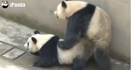 FOTO: Panda quebra próprio recorde ao acasalar por 18 minutos