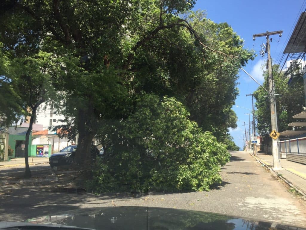 FOTO: Árvore cai na avenida Floriano Peixoto