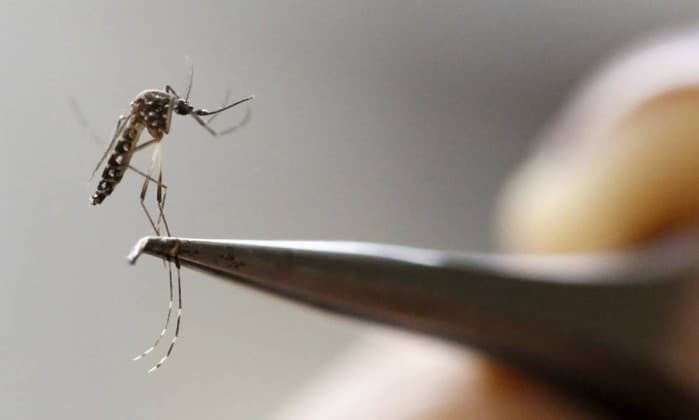 Zika pode ter relação com outras complicações congênitas, dizem pesquisadores