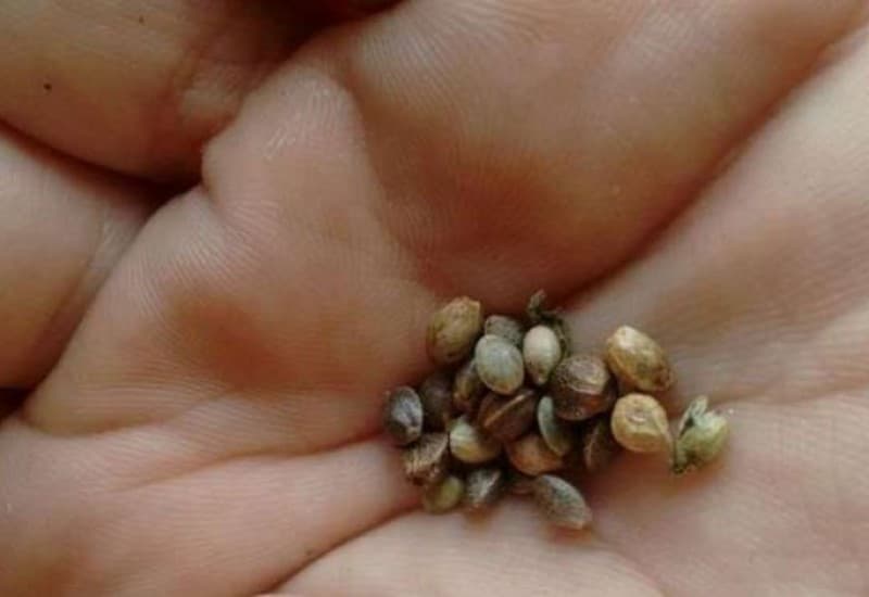 Importar sementes de maconha não é crime, diz conselho de Procuradoria