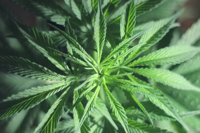 Anvisa registra primeiro remédio à base de maconha no Brasil