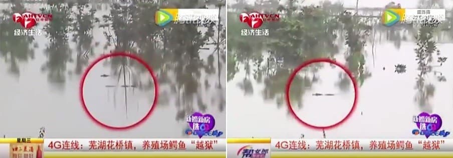 VÍDEO - PERRENGUE: Cem jacarés escapam durante enchente na China