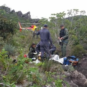 Homem morre após ataque de tamanduá-bandeira em Minas Gerais
