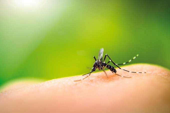 Criado aplicativo capaz de detectar dengue e zika em até 30 minutos