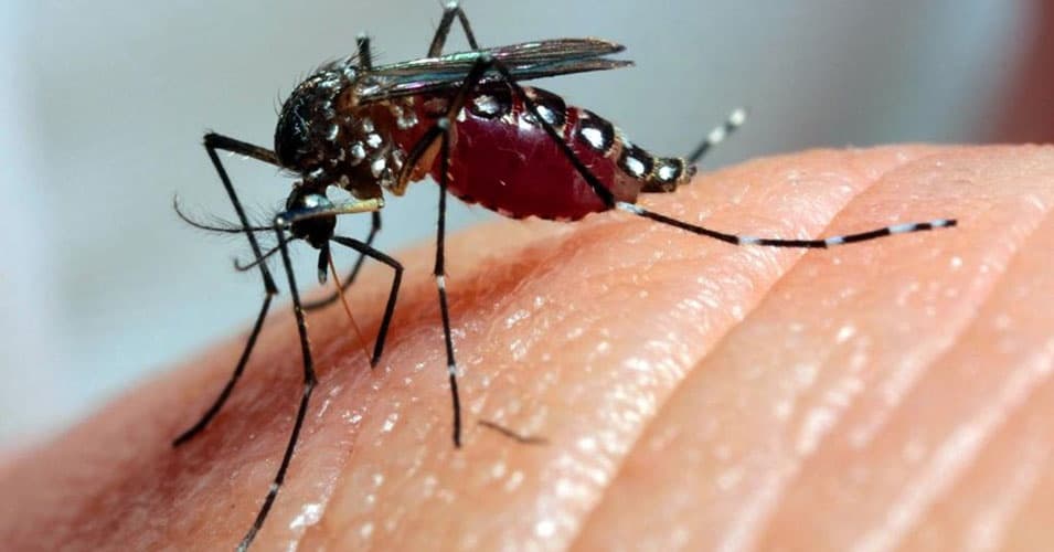 Sesap divulga monitoramento dos casos de dengue, zika e chikungunya no RN