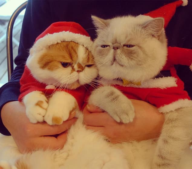 Pesquisa mostra que 72% dos que têm bichos preferem passar Natal com pets do que com sogros